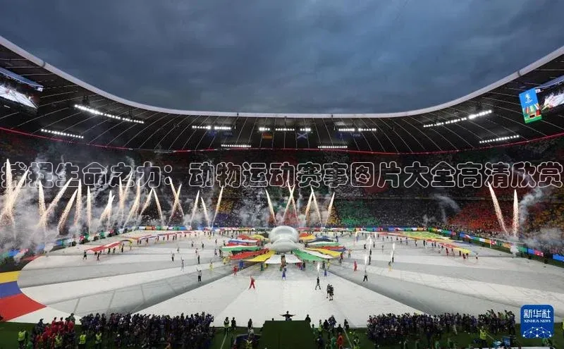 捕捉生命之力：动物运动赛事图片大全高清欣赏